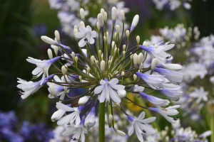 Agapanthus 'Julien' (bladhoudend)