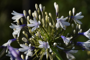 Agapanthus 'Julien' (bladhoudend)