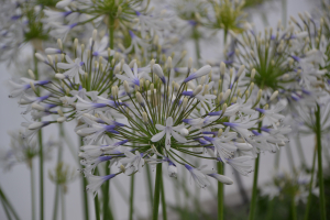 Agapanthus 'Julien' (bladhoudend)