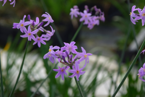 Tulbaghia 'Kilamanjaro ®'