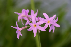 Tulbaghia 'Kilamanjaro ®'