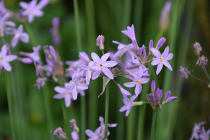 Tulbaghia 'Kilamanjaro ®'