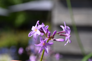 Tulbaghia 'Kilamanjaro ®'