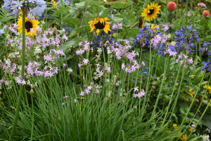 Tulbaghia 'Kilamanjaro ®'