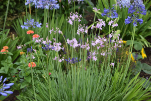 Tulbaghia 'Kilamanjaro ®'