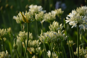 Agapanthus 'Lady Lauren ®' (bladhoudend)