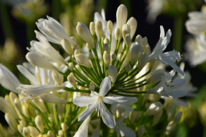 Agapanthus 'Lady Lauren ®' (bladhoudend)