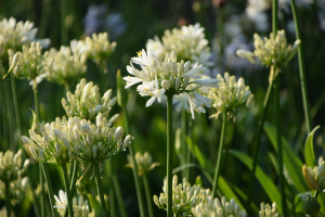 Agapanthus 'Lady Lauren ®' (bladhoudend)