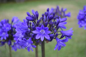 Duplicaat van Agapanthus 'Lady Lay ®' (bladhoudend)