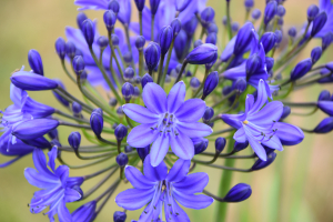 Duplicaat van Agapanthus 'Lady Lay ®' (bladhoudend)