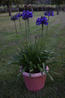 Duplicaat van Agapanthus 'Lady Lay ®' (bladhoudend)