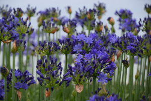 Duplicaat van Agapanthus 'Lady Lay ®' (bladhoudend)