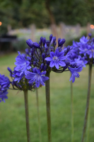 Duplicaat van Agapanthus 'Lady Lay ®' (bladhoudend)