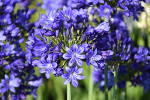 Duplicaat van Agapanthus 'Lady Lay ®' (bladhoudend)