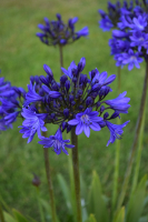 Duplicaat van Agapanthus 'Lady Lay ®' (bladhoudend)