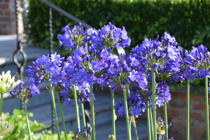 Duplicaat van Agapanthus 'Lady Lay ®' (bladhoudend)