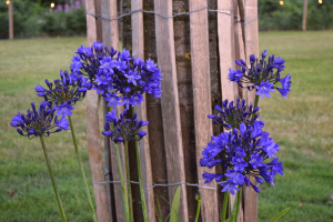 Duplicaat van Agapanthus 'Lady Lay ®' (bladhoudend)