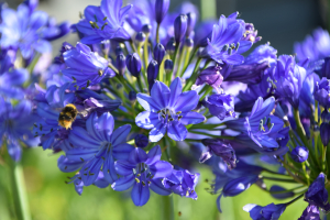 Duplicaat van Agapanthus 'Lady Lay ®' (bladhoudend)