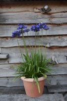 Duplicaat van Agapanthus 'Lady Lay ®' (bladhoudend)