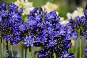 Duplicaat van Agapanthus 'Lady Lay ®' (bladhoudend)