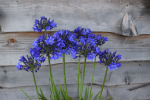 Duplicaat van Agapanthus 'Lady Lay ®' (bladhoudend)