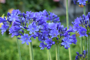 Duplicaat van Agapanthus 'Lady Lay ®' (bladhoudend)