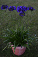 Duplicaat van Agapanthus 'Lady Lay ®' (bladhoudend)