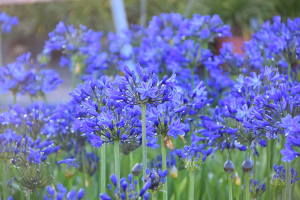 Agapanthus 'Lady Lay®' (bladhoudend)