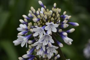 Agapanthus 'Lady Twilight®' (bladhoudend)