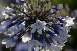 Agapanthus 'Lady Twilight®' (bladhoudend)