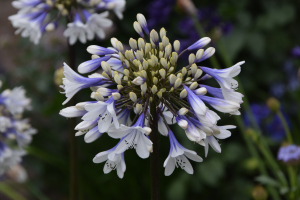 Agapanthus 'Lady Twilight®' (bladhoudend)