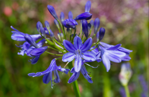 Agapanthus 'Lapis Lazuli' (bladverliezend)