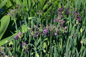 Allium 'Lavander Bubbles ®'