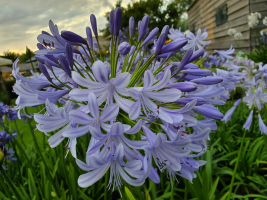 Agapanthus 'Lavender haze' (bladhoudend)