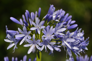 Agapanthus 'Lavender haze' (bladhoudend)