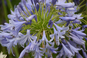 Agapanthus 'Lavender haze' (bladhoudend)