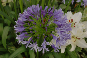 Agapanthus 'Lavender haze'