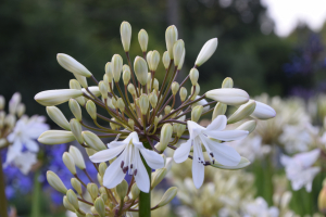 Agapanthus 'Leicester' (bladverliezend)