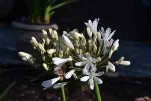 Agapanthus 'Leicester'