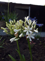 Agapanthus 'Leicester'