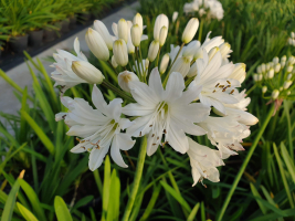 Agapanthus 'Lemon ice' (bladhoudend)