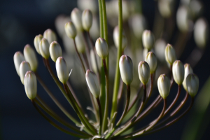 Agapanthus 'Lemon ice' (bladhoudend)