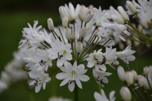 Agapanthus 'Lemon ice' (bladhoudend)