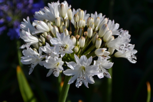 Agapanthus 'Lemon ice' (bladhoudend)