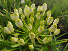 Agapanthus 'Lemon ice' (bladhoudend)