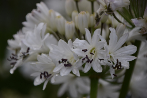 Agapanthus 'Lemon ice' (bladhoudend)