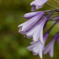 Agapanthus 'Liam's lilac' (bladverliezend)