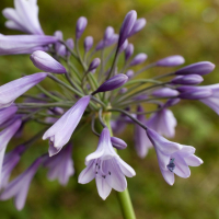 Agapanthus 'Liam's lilac' (bladverliezend)