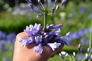 Agapanthus 'Liam's lilac' (bladverliezend)