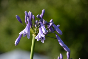 Agapanthus 'Liam's lilac' (bladverliezend)